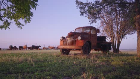 Viejo-Camión-En-El-Campo-De-La-Granja-Por-Vacas