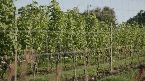 un amplio tiro de dolly de uvas durante el amanecer