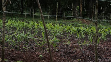 farm landscape with ginger and turmeric cultivation. handheld