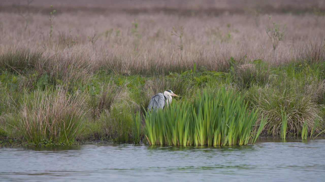 una garza gris de pie en las cañas de la orilla del río, arreglando su plumaje