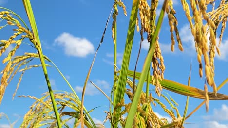 vibrant paddy rice plant with growing crops in close up motion view