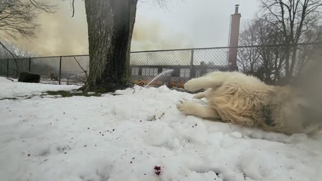 golden retriever enjoying white snow with massive smokes behind