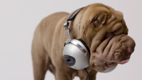 shar pei dog puppy wearing headphones with white background