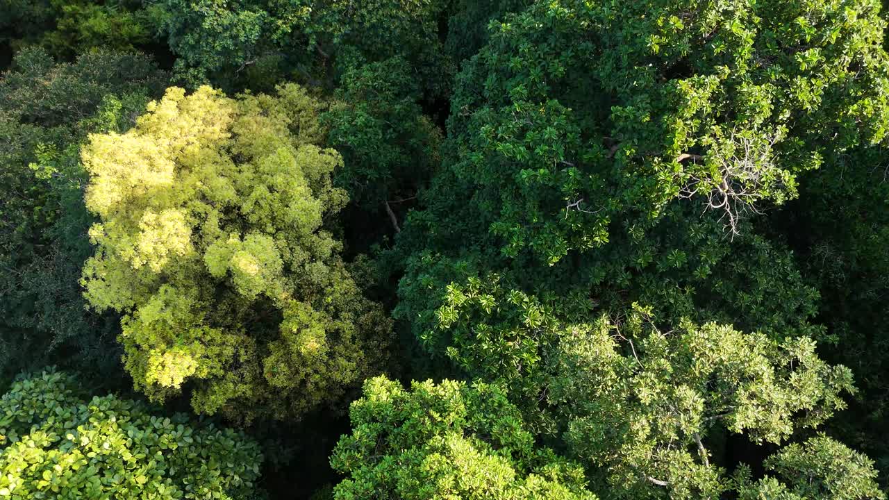 Aerial view of rainforest trees during the day in Taman Negara National Park in Peninsular Malaysia, establishing drone shot