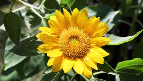 beautiful sunflower