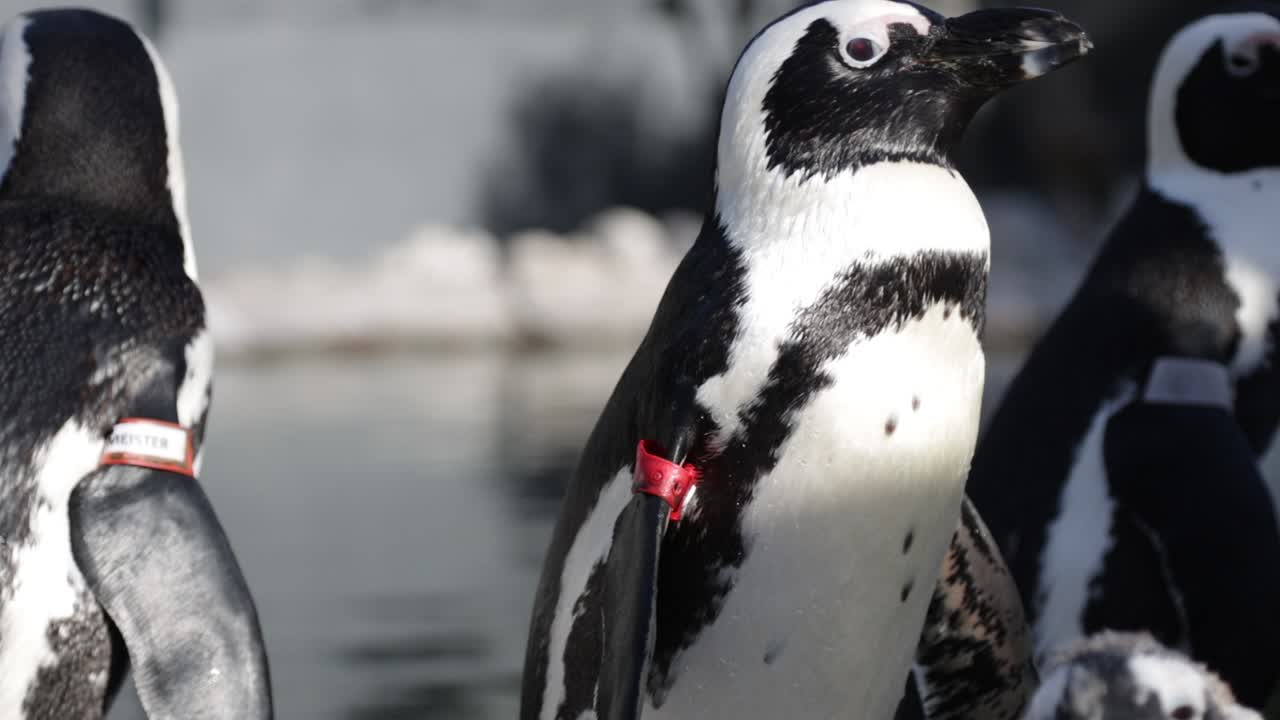pingüino africano sentado junto a la piscina bajo el sol