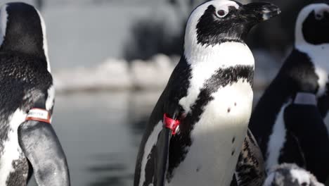 Pingüino-Africano-Sentado-Junto-A-La-Piscina-Bajo-El-Sol