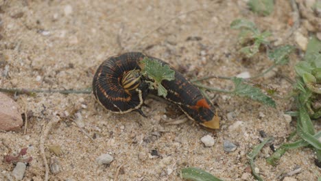 Sphinx-caterpillar-of-bindweed