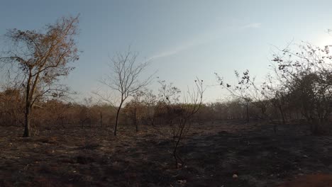 burnt areas of savannah landscape