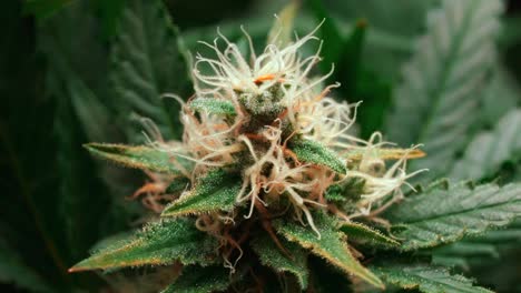 Marijuana,-Cannabis-Gelato-hybrid-plant-strain,-high-THC-content,-macro-shot