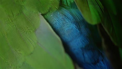 熱帯の鳥の羽のクローズ アップ 4 k