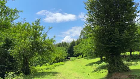 superb beautiful green postcard landscape hyrcanian forest in iran blue sky white clouds green grass farm field pasture land meadow bright happy peaceful nature scenic iran hyrcanian forest azerbaijan