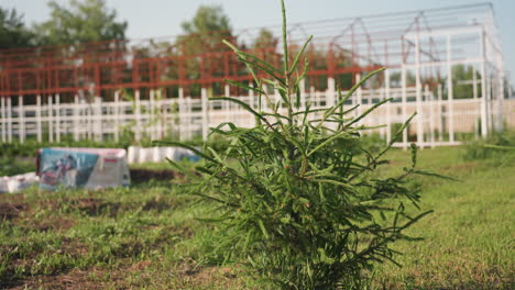 close up of young evergreen branch in sharp focus with blurred iron frame building in background sunlight creating soft bokeh and rural construction atmosphere
