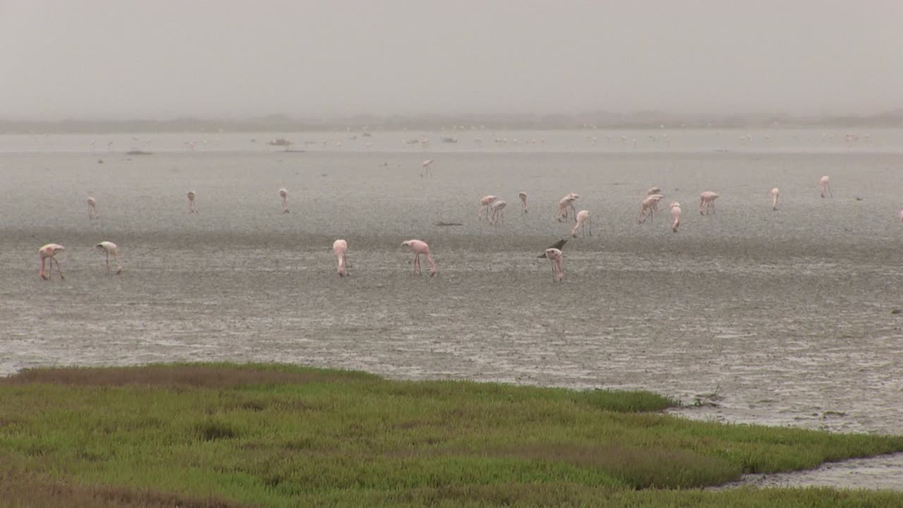 flamencos de la costa oeste de sudáfrica