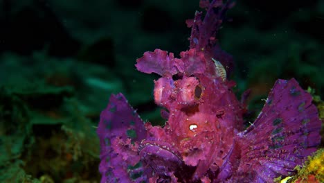 rhinopias frondosa purple weedy scorpionfish with parasite lembeh 4k 25fps