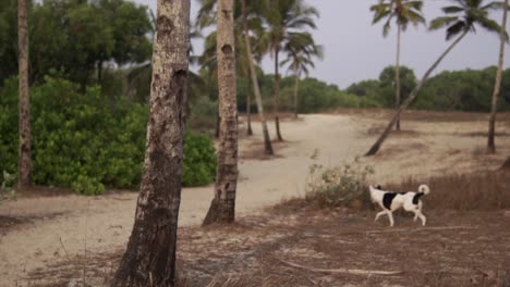 Cinematic-slow-motion-footage-of-a-dog-running-on-a-field-and-sandy-street-in-rural-Goa-India,-Slomo