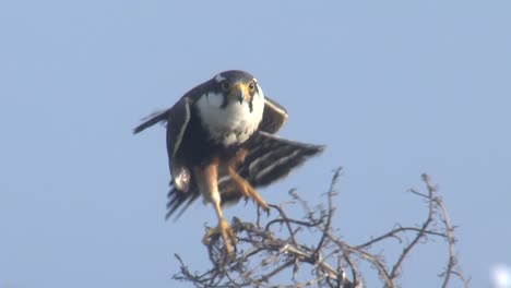 Cu-De-Halcón-Alpomado-En-Peligro-De-Extinción-En-El-Medio-Silvestre