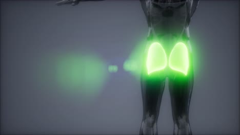 gluteus maximus - animación de la anatomía de los músculos de las piernas