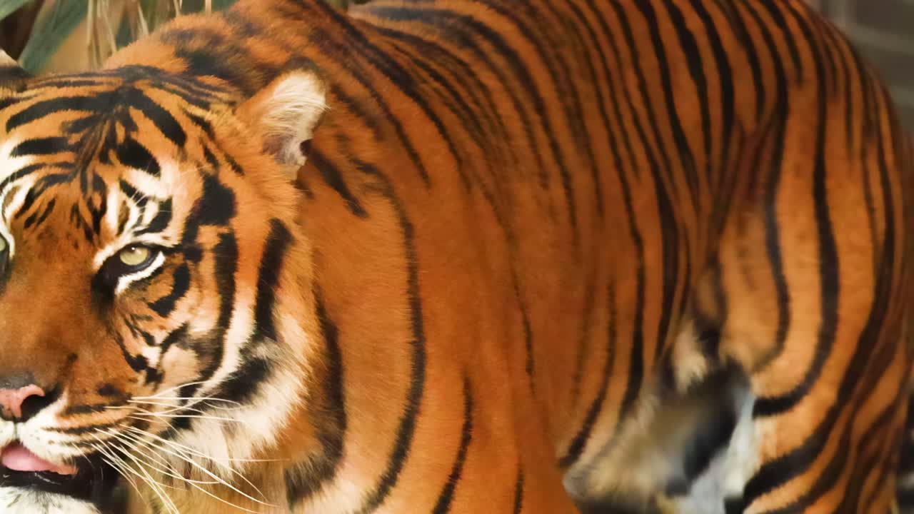 A tiger moves gracefully through foliage, showcasing its striking stripes and intense gaze.