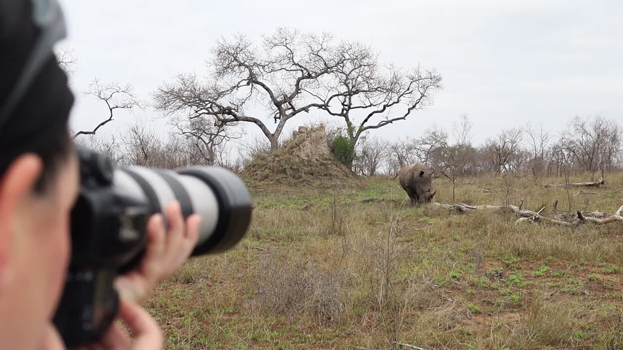 Female photographer on safari focuses camera on African White Rhino