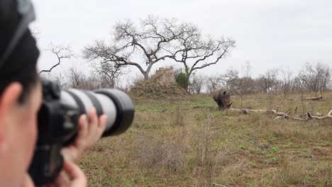 female photographer on safari focuses camera on african white rhino