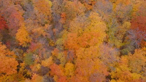 el vibrante bosque de otoño con hojas de colores en caledon, ontario, canadá, vista aérea