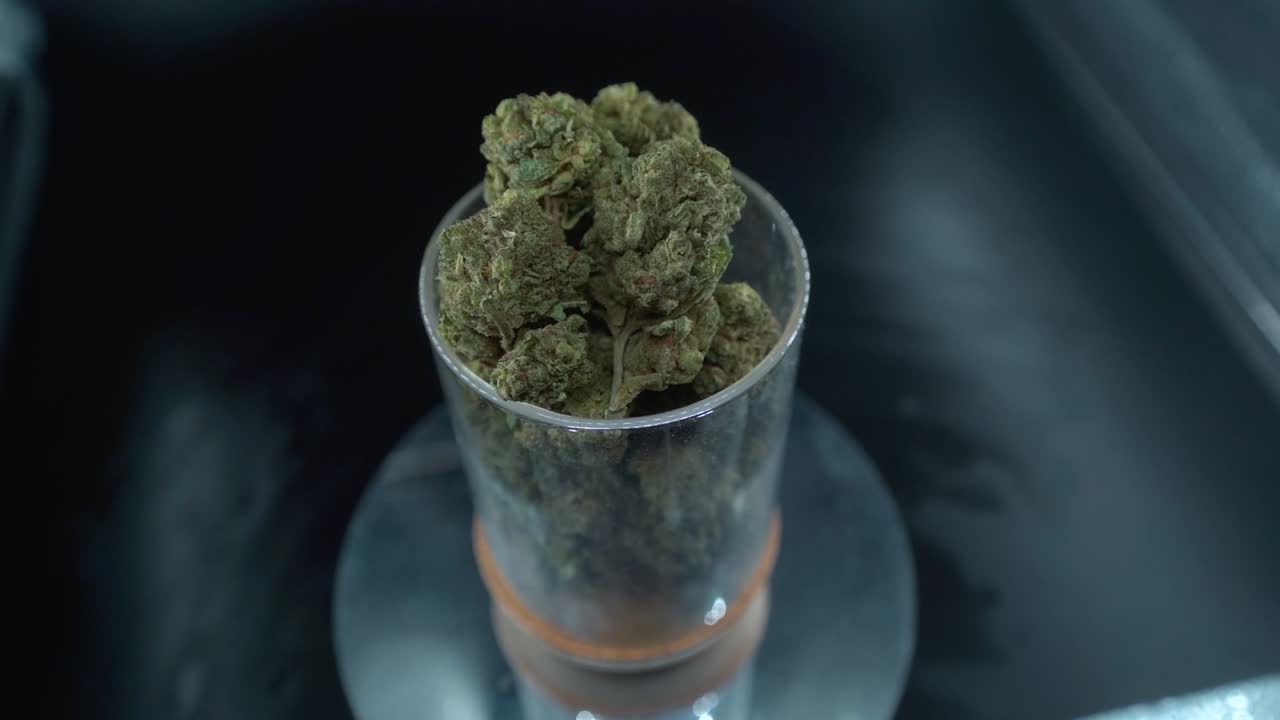 una toma detallada de cerca de una planta de cannabis, flor de marihuana, cepas híbridas, indica y sativa, en un soporte giratorio de 360 en un vidrio brillante, 120 fps cámara lenta en alta definición, video cinematográfico desde arriba
