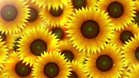 sunflower background [loop]