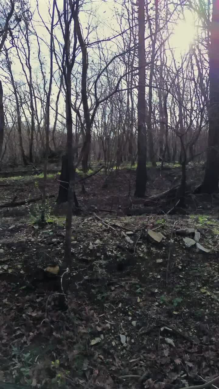 Ripresa cinematografica a livello del suolo che si muove attraverso una foresta bruciata con la luce del sole che filtra attraverso i tronchi carbonizzati, mostrando le conseguenze di un incendio boschivo per progetti ambientali e naturalistici.