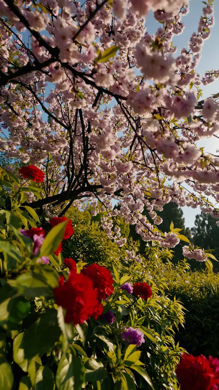 A low-angle video captures vibrant red and purple flowers beneath cherry blossoms, set