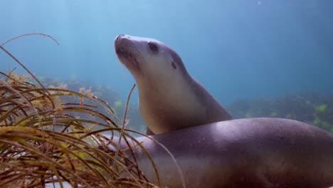 Australian-Sea-Lions-Neophoca-cinerea-Hopkins-Island-Port-Lincoln-South-Australia-4k