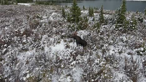 a spectacular 4k drone shot of a lone bull moose trekking next to a secluded lake in the middle of the winter with maroon bells in the distance, near aspen and snowmass, colorado, usa