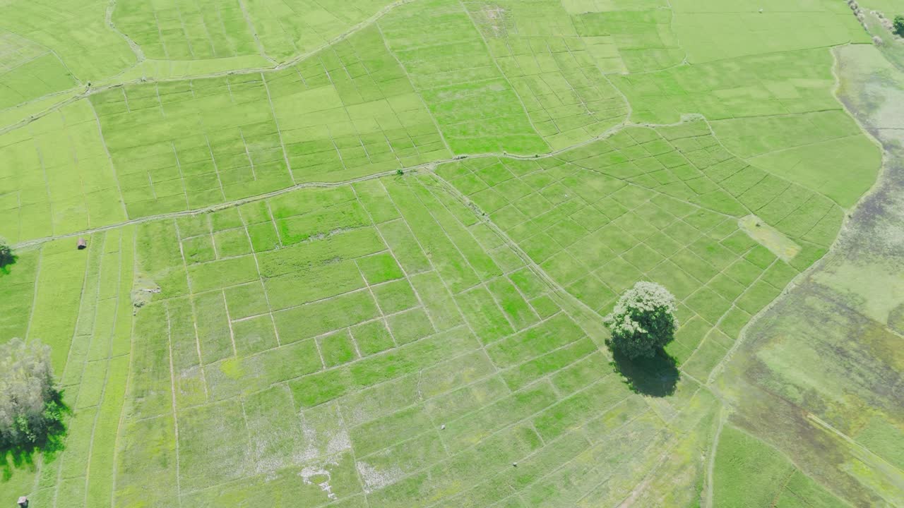 Aerial view of a rice field