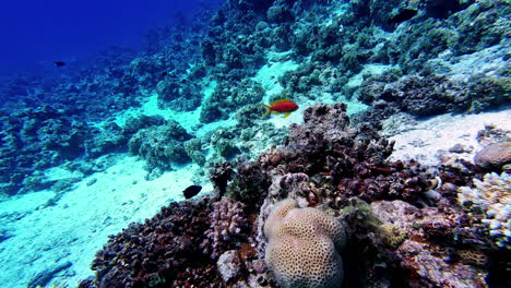 Nadar-Bajo-El-Agua-Siguiendo-Un-Hermoso-Pez-Dorado,-La-Luz-Del-Sol-Revela-Un-Colorido-Arrecife-De-Coral.