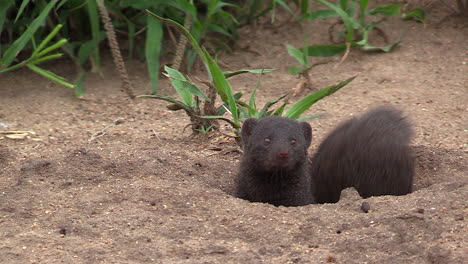 a group of three dwarf mongoose comically pop their heads out from their hole and look around