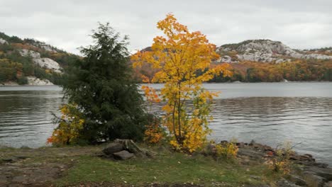 Apuesto-Joven-Tiene-Una-Vista-épica-Del-Lago-De-Color-De-Hoja-De-Otoño,-Gran-Inclinación-Hacia-Arriba