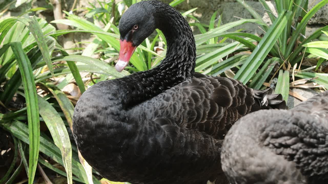 Black Swan in its natural environment