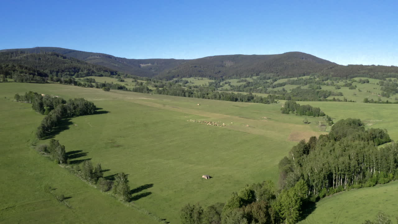 Toma aérea 4k de un pintoresco paisaje rural de verano en Dolní Morava, República Checa, con un campo verde rodeado de árboles y un rebaño de vacas pastando en el centro