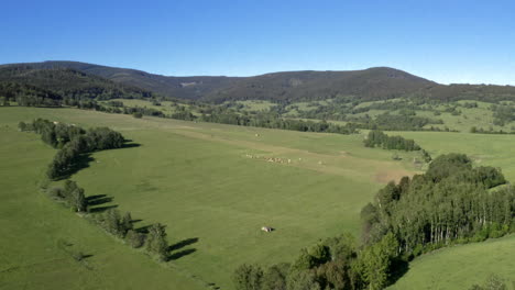 aerial 4k shot of a picturesque summer countryside in dolní morava, czech republic with a green field surrounded by trees with a herd of cows grazing in the middle