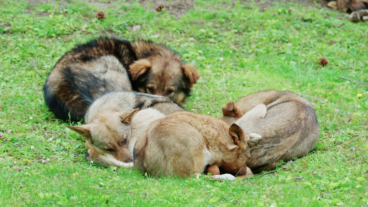 Grupo de cães de rua dormindo juntos na grama em um ambiente externo tranquilo