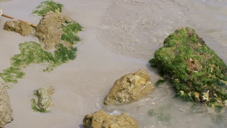 some-waves-on-sea-plants