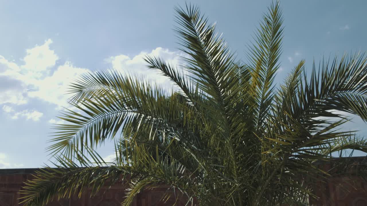 Handheld shot, of a tropical palm tree, in slow motion, the sun shines through the palm leaf, that blows in the wind, in the midday sun, in the summer, in the Wilhelma, in Stuttgart, in Germany
