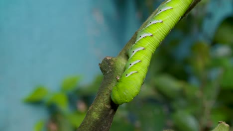 una oruga en una planta de tomate