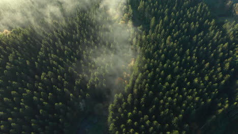 Thin-Foggy-Clouds-Over-Dense-Forest-Treetops-Near-Sommerain,-Houffalize,-Belgium