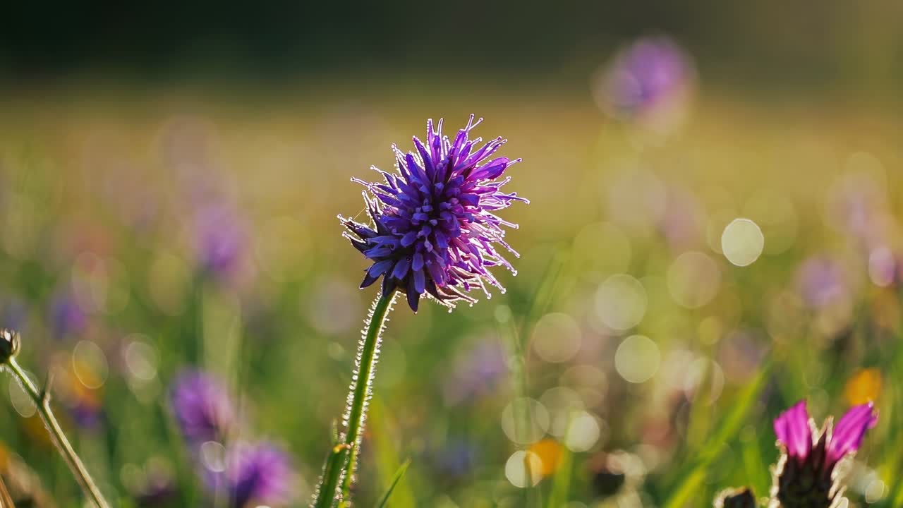 Flores silvestres vibrantes em um prado ensolarado, capturadas em um ângulo baixo