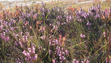 meadow of calluna in the wind