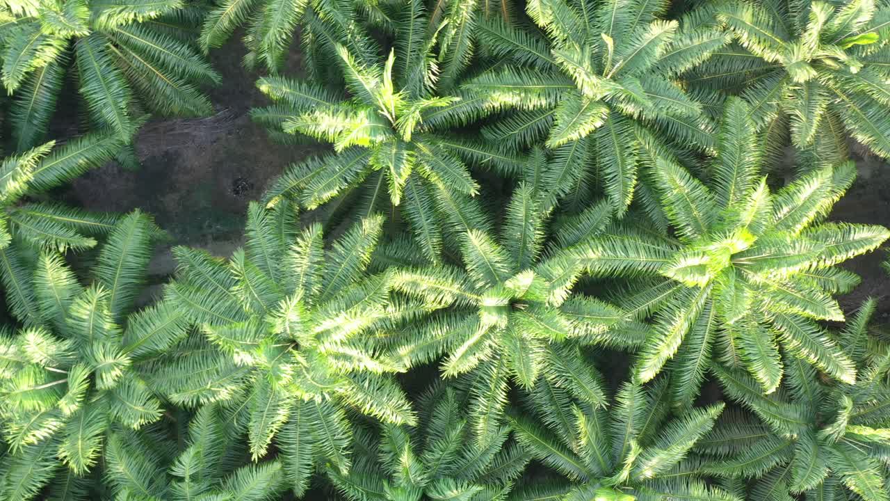 vista aérea drone vuela alrededor capturando densas plantaciones maduras de palma aceitera en las zonas rurales de malasia, sudeste de asia