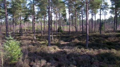 Filmische-Drohnenaufnahmen-Aus-Der-Luft,-Die-über-Offenes-Heidekraut-Und-Sich-Regenerierende-Bäume-Auf-Einen-Einheimischen-Schottischen-Kiefernwald-In-Schottland-Zufliegen,-Während-Gesprenkeltes-Licht-Auf-Den-Waldboden-Trifft