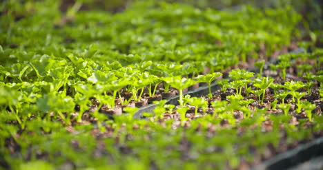 giovane botanico femminile che esamina pianta in vaso 5