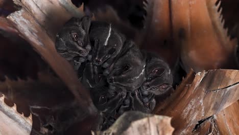 bats suddenly awaken under palm frond (slow motion)